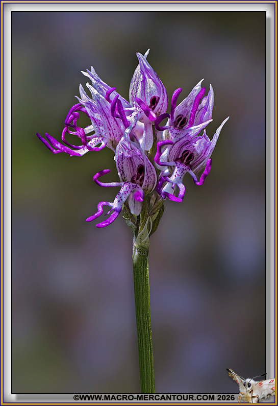 Orchis Singe